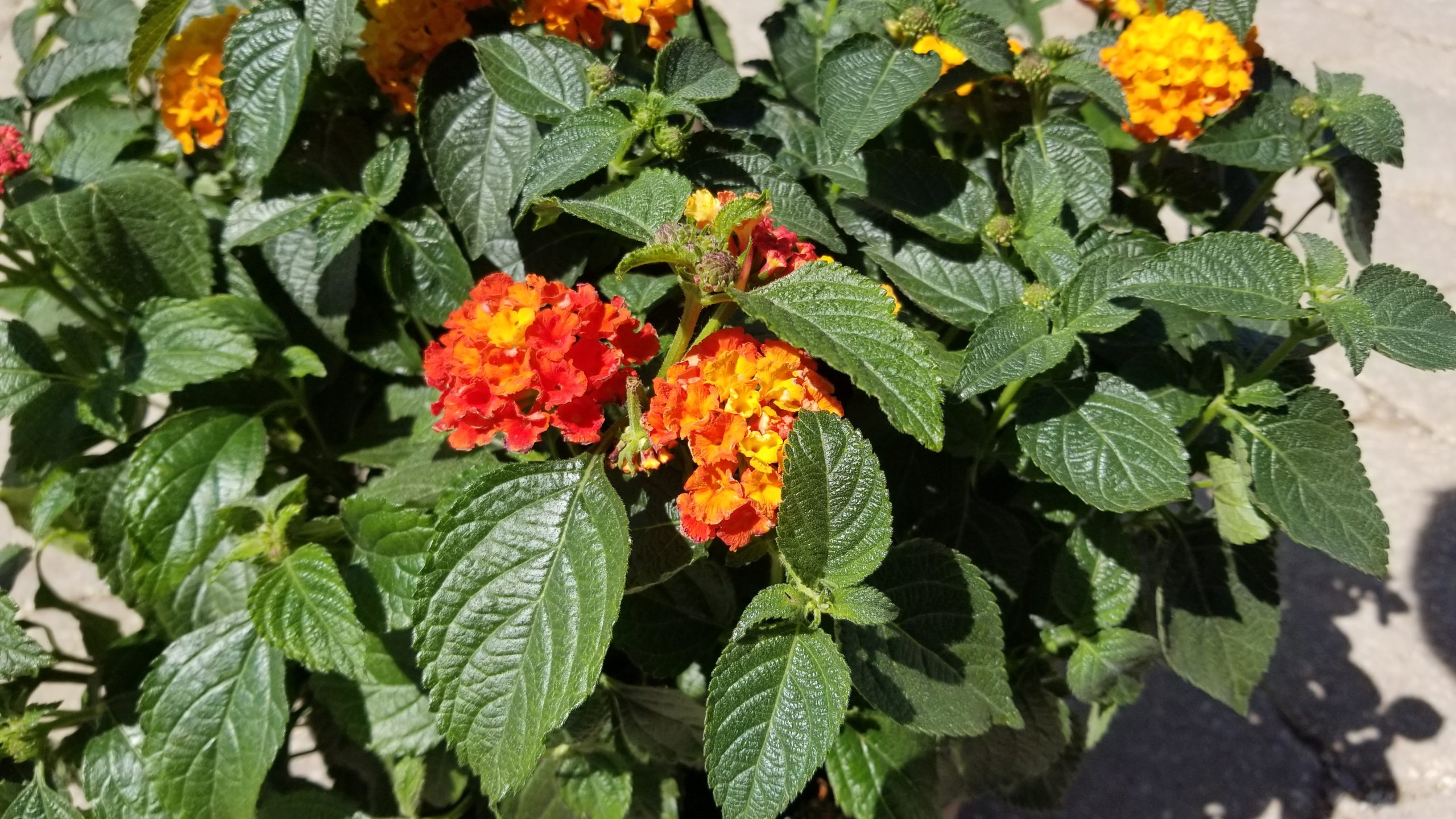 Lantana care and growing tips - Hong's Landscape & Garden Center